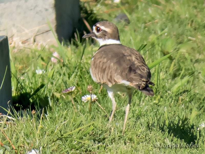 Killdeer - ML281378161