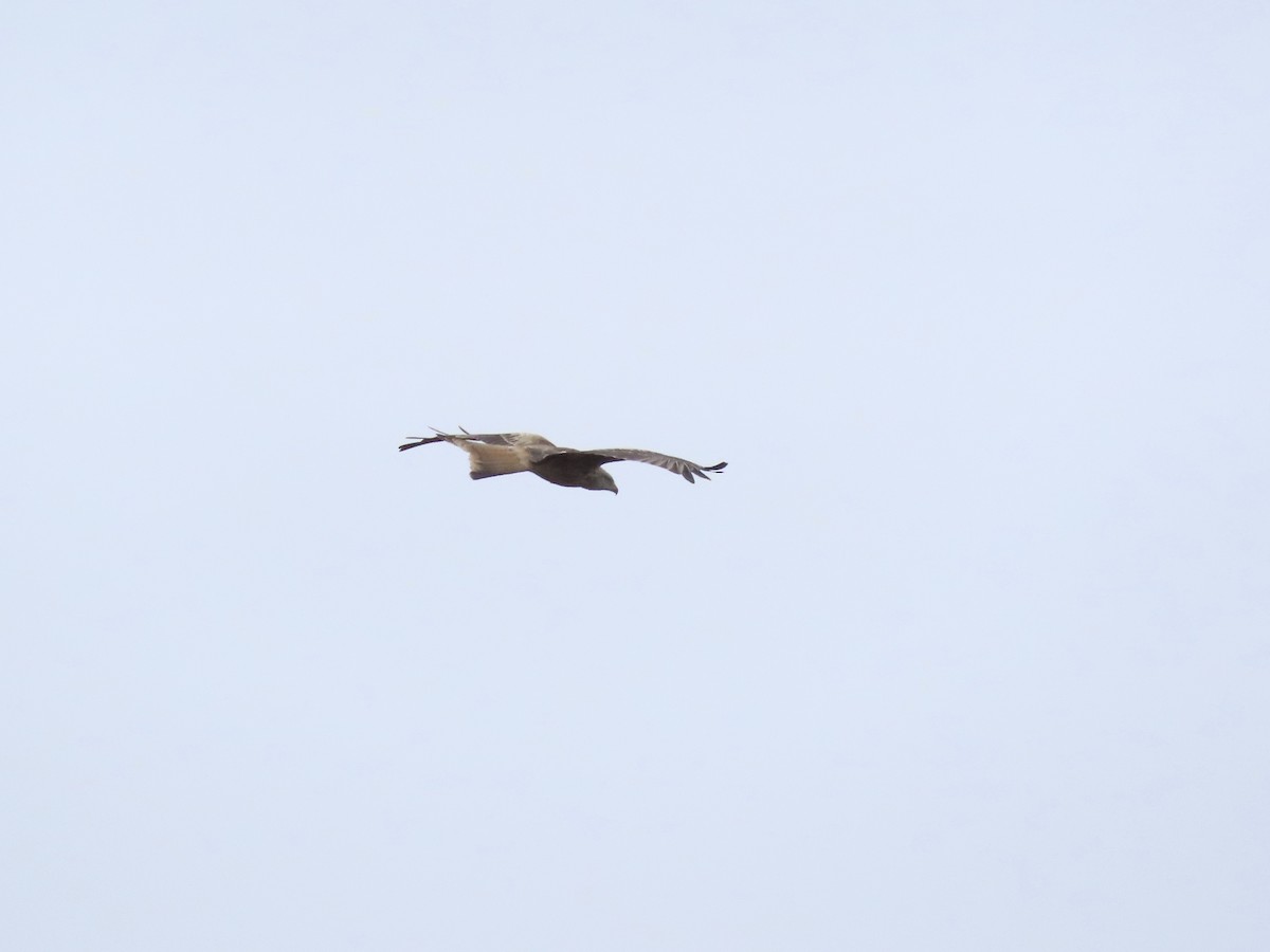 Red Kite - ML281378301