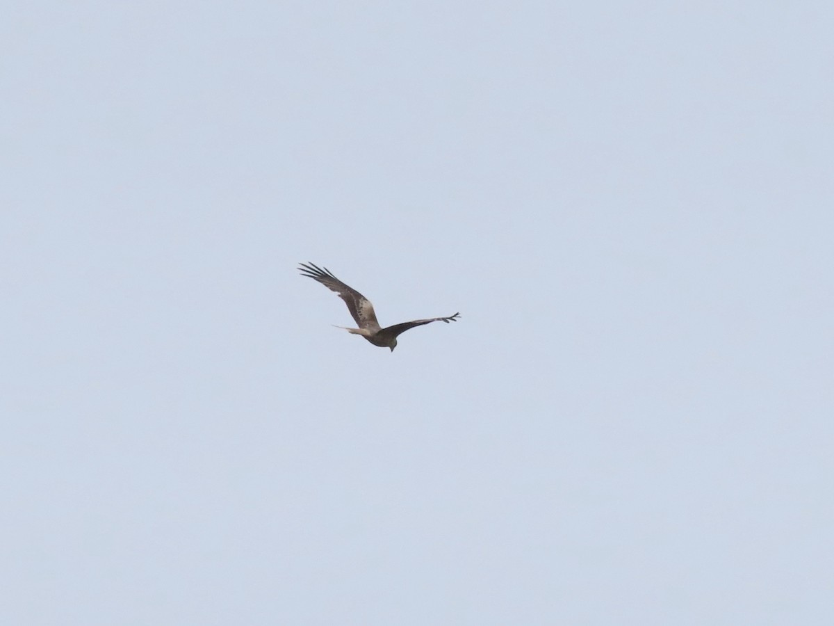 Red Kite - ML281378311