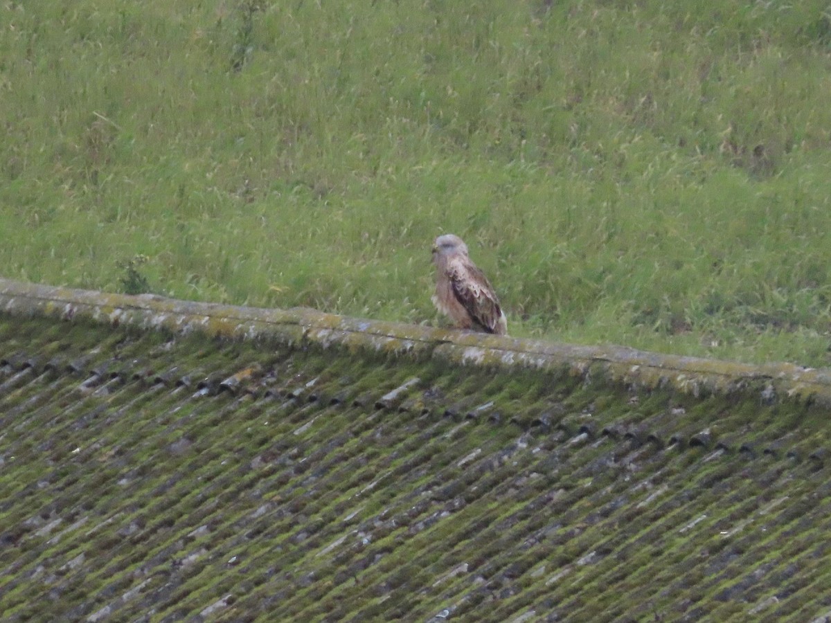 Red Kite - David Campbell