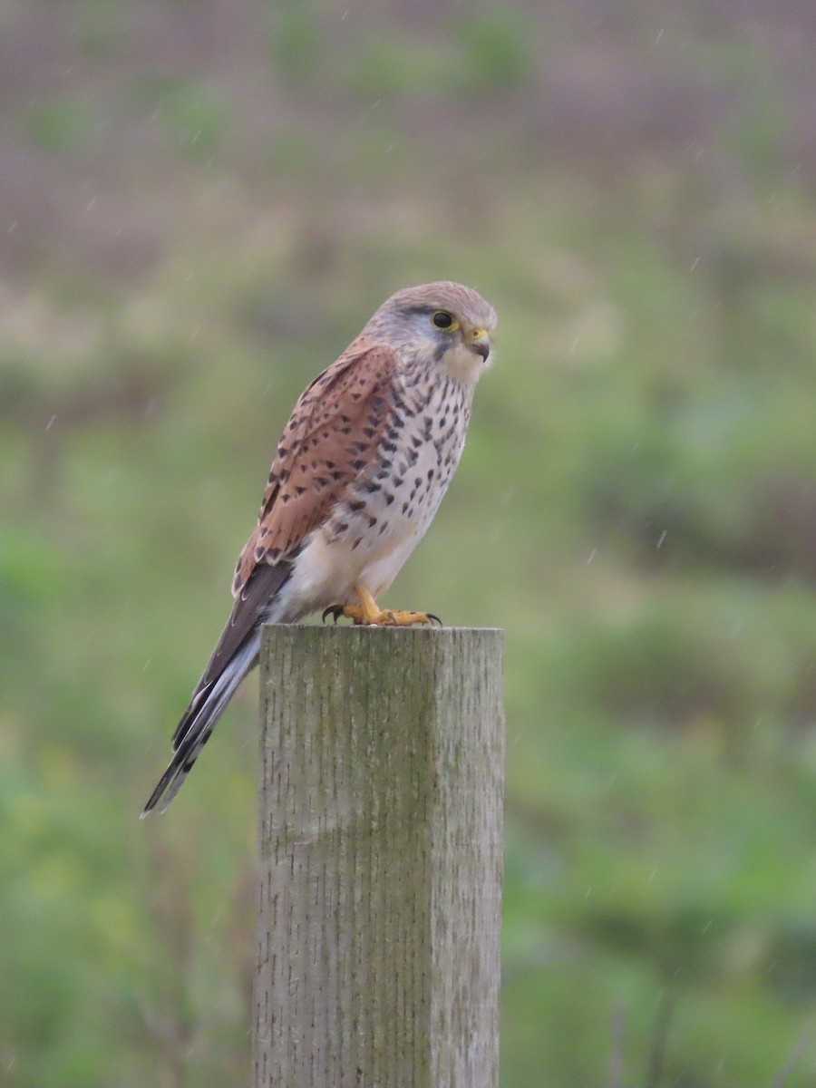 Eurasian Kestrel - David Campbell