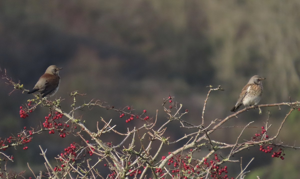 Fieldfare - David Campbell