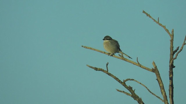 Iberian Gray Shrike - ML281378621