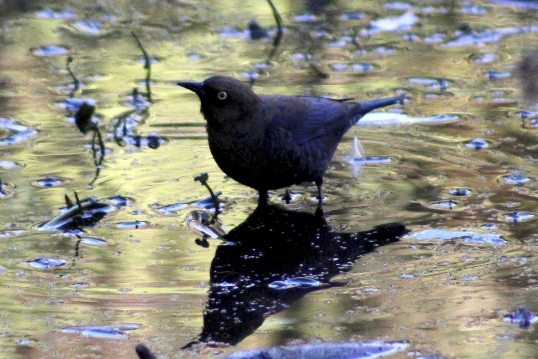 Rusty Blackbird - ML281378981