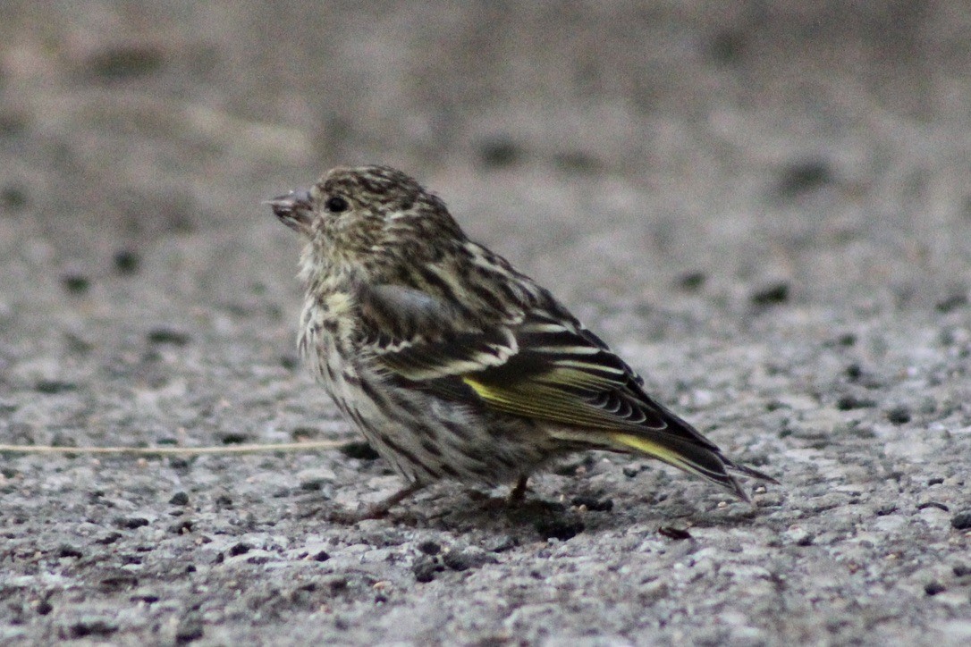 Pine Siskin - ML281379701