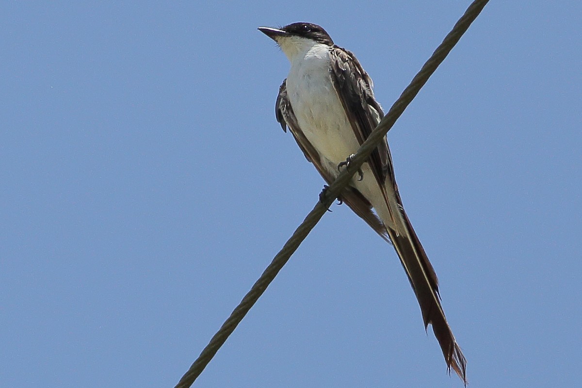 Fork-tailed Flycatcher - ML281381191