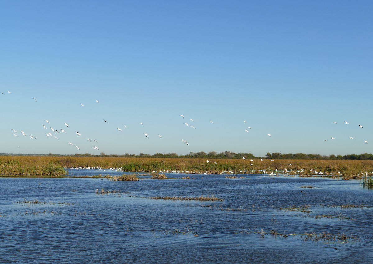 Snow Goose - ML281381681