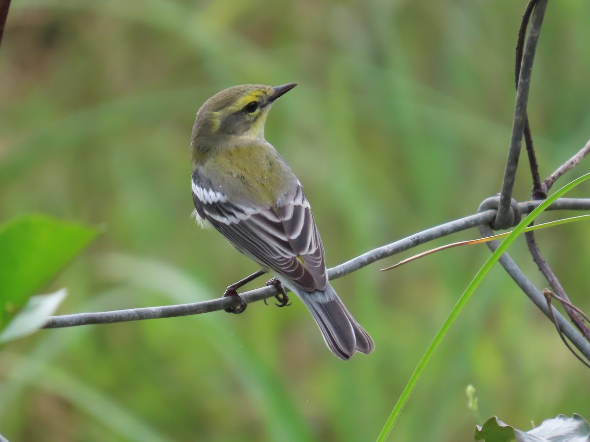 Yellow-rumped x Black-throated Green Warbler (hybrid) - Anuar Acosta