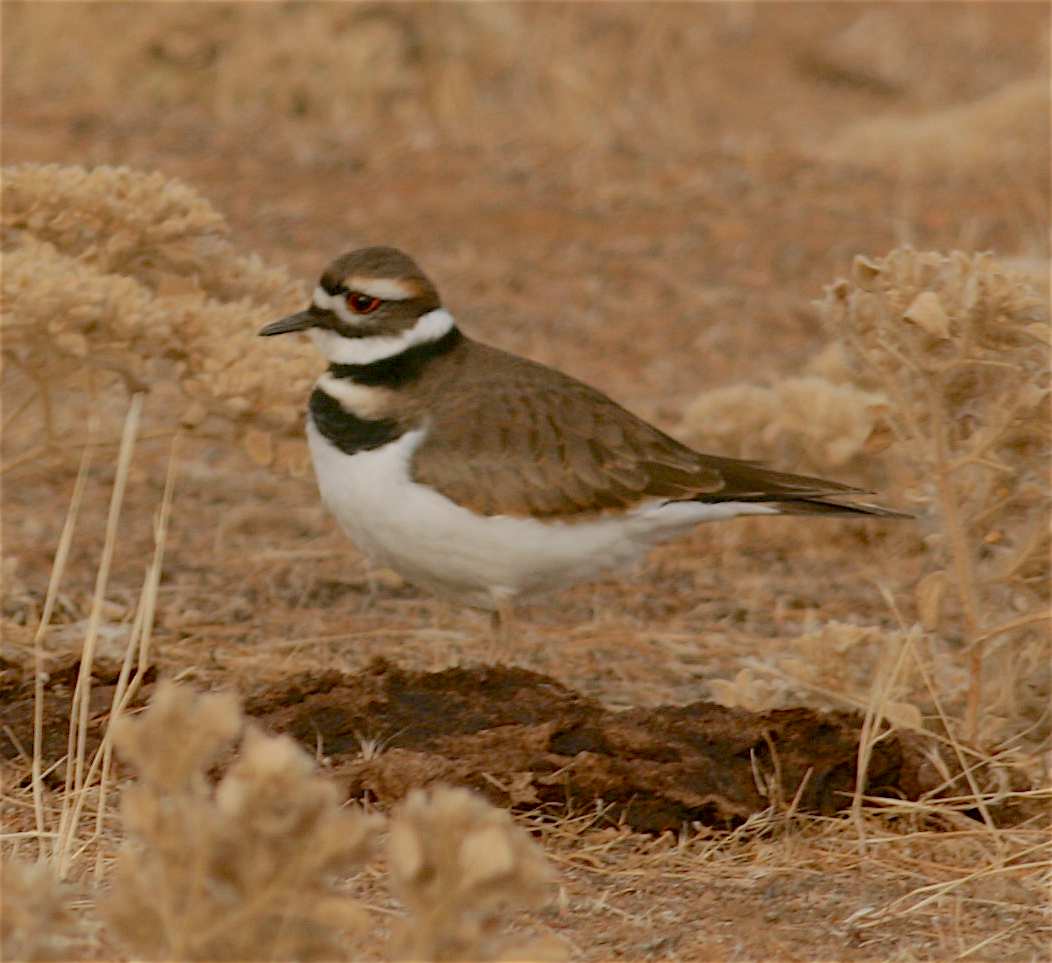 Killdeer - ML281382611