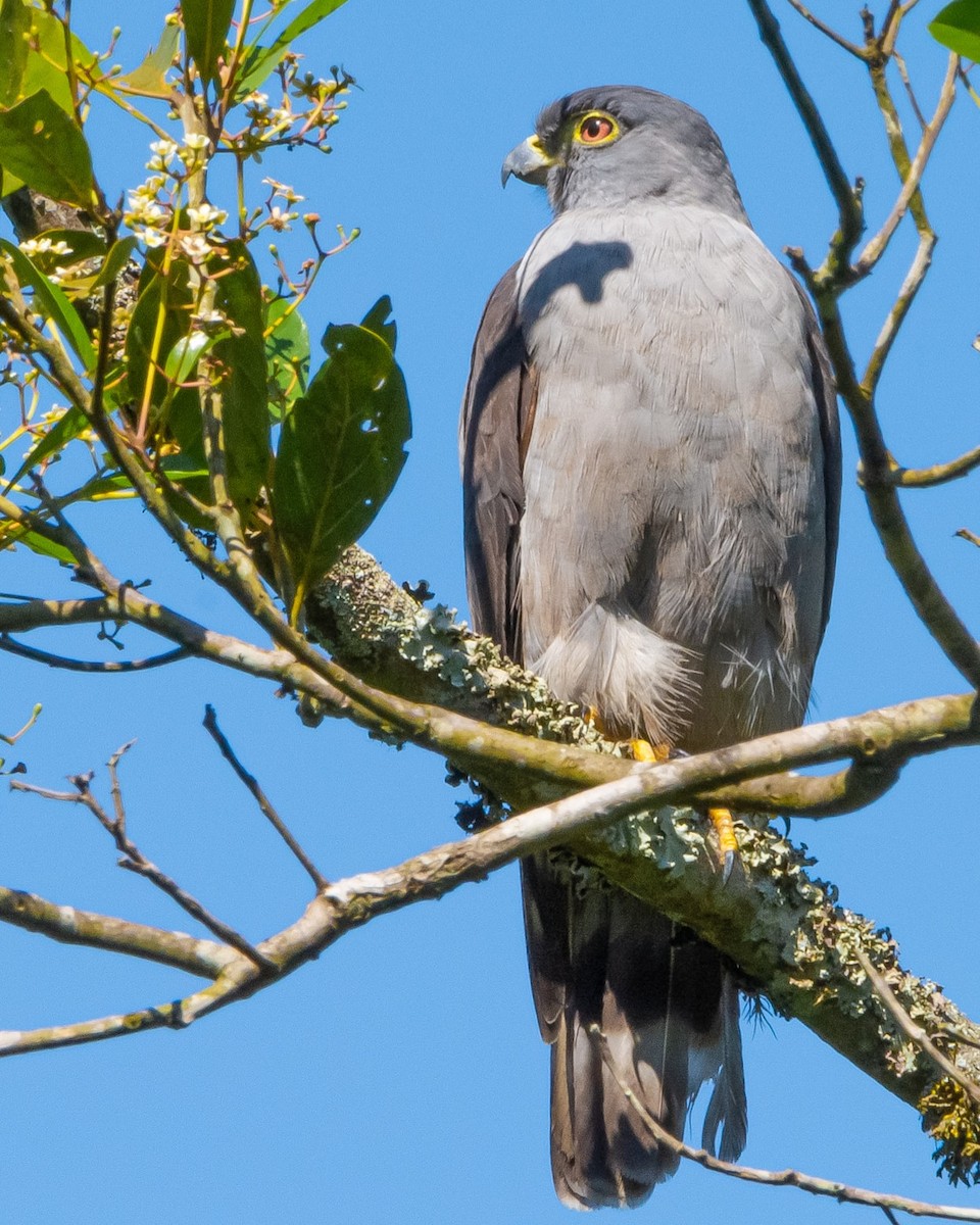 Rufous-thighed Kite - ML281384361