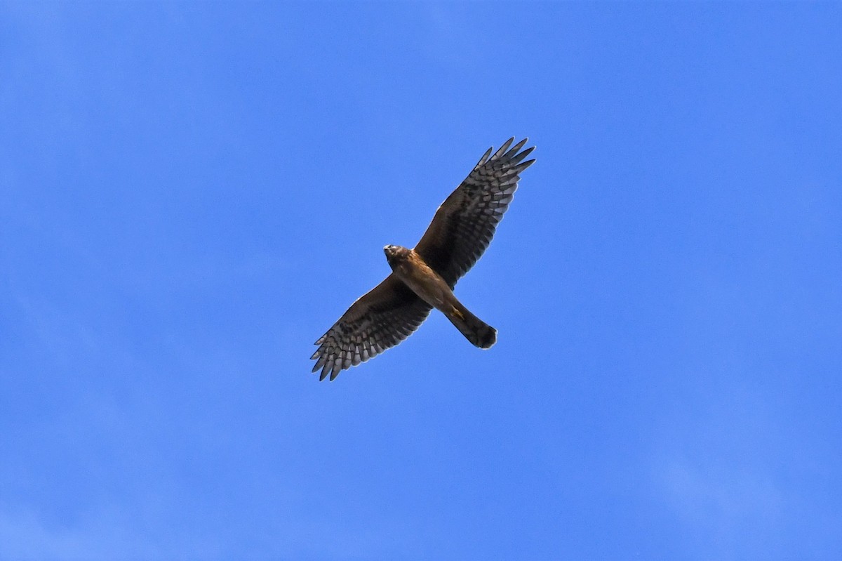 Northern Harrier - ML281385031