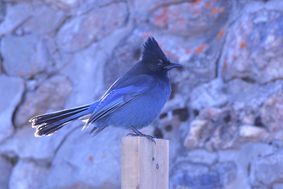 Steller's Jay - ML281385221