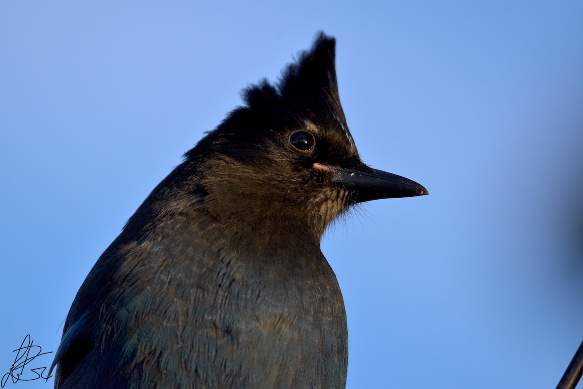 Steller's Jay - ML281385231