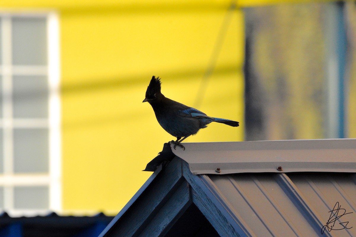 Steller's Jay - Louis-Philippe Gélinas