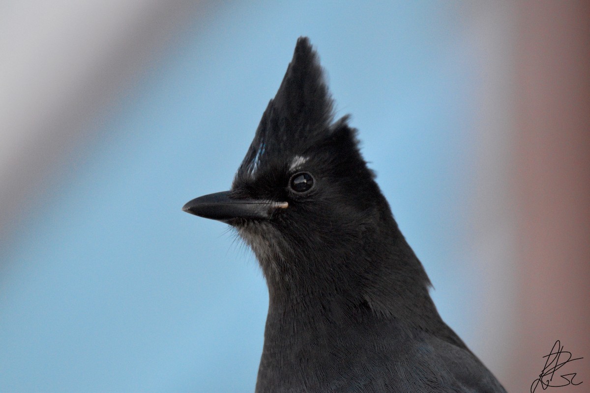 Steller's Jay - ML281385261