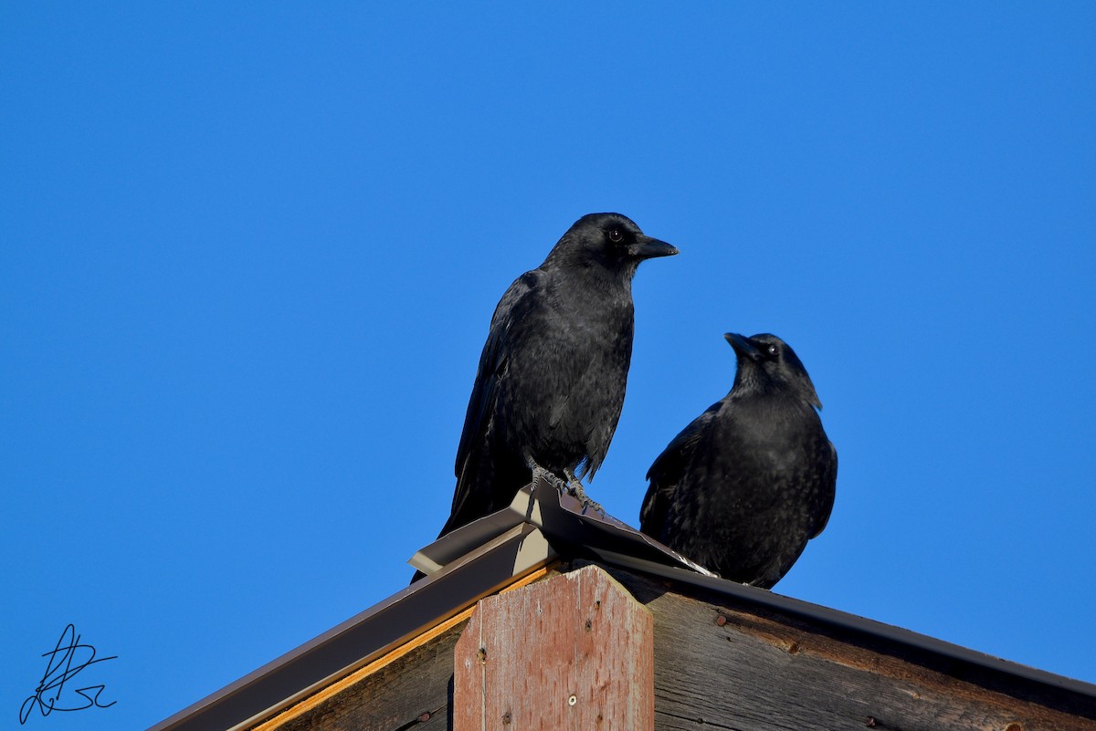 American Crow - ML281385311