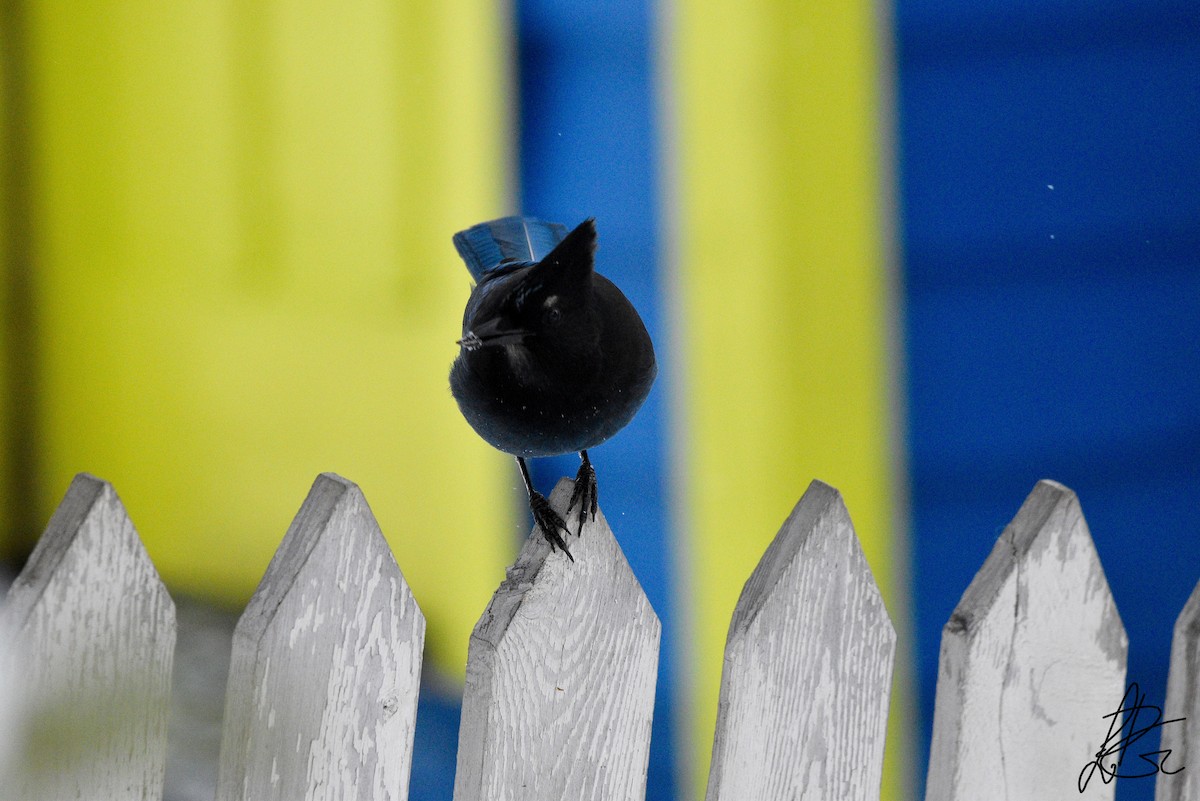 Steller's Jay - Louis-Philippe Gélinas