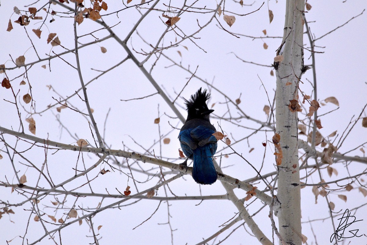 Steller's Jay - ML281385971