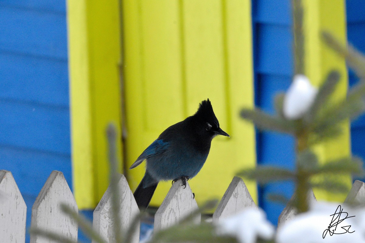 Steller's Jay - ML281385991