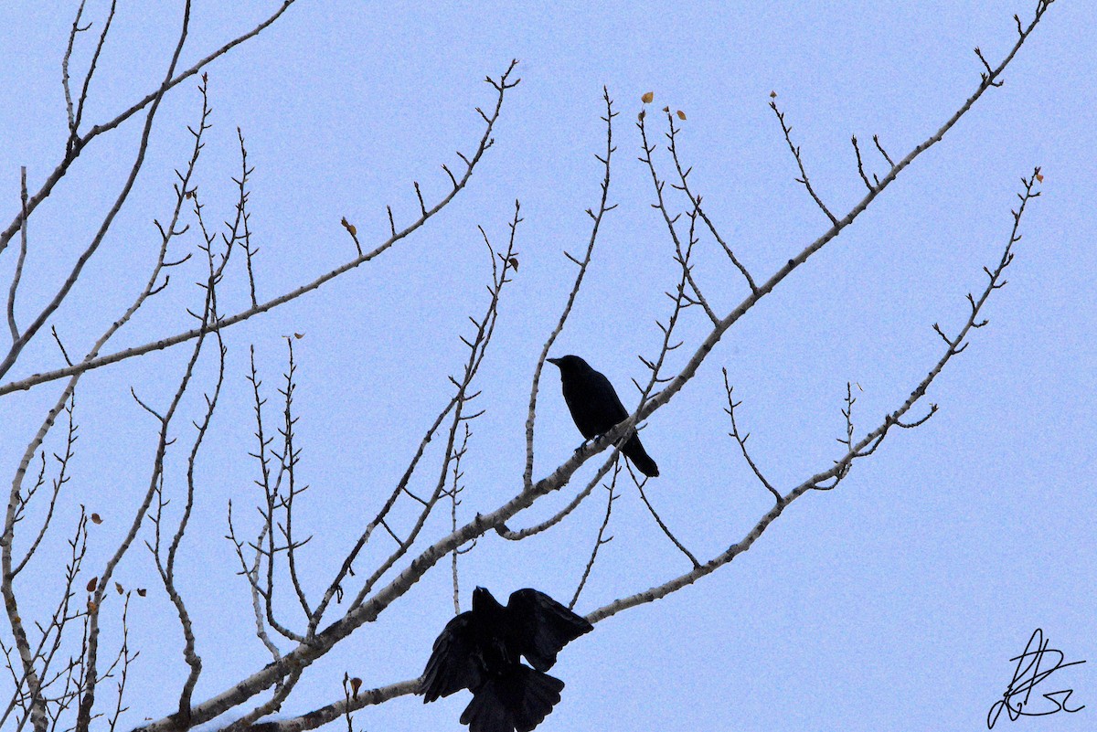 American Crow - ML281386001