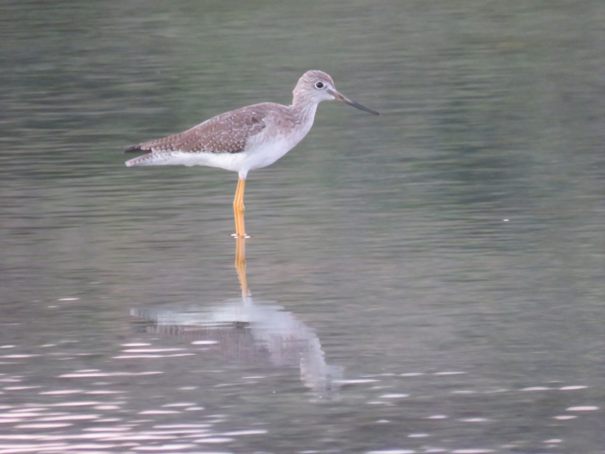 Greater Yellowlegs - ML281387611