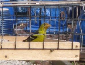 Western Tanager - ML28138841