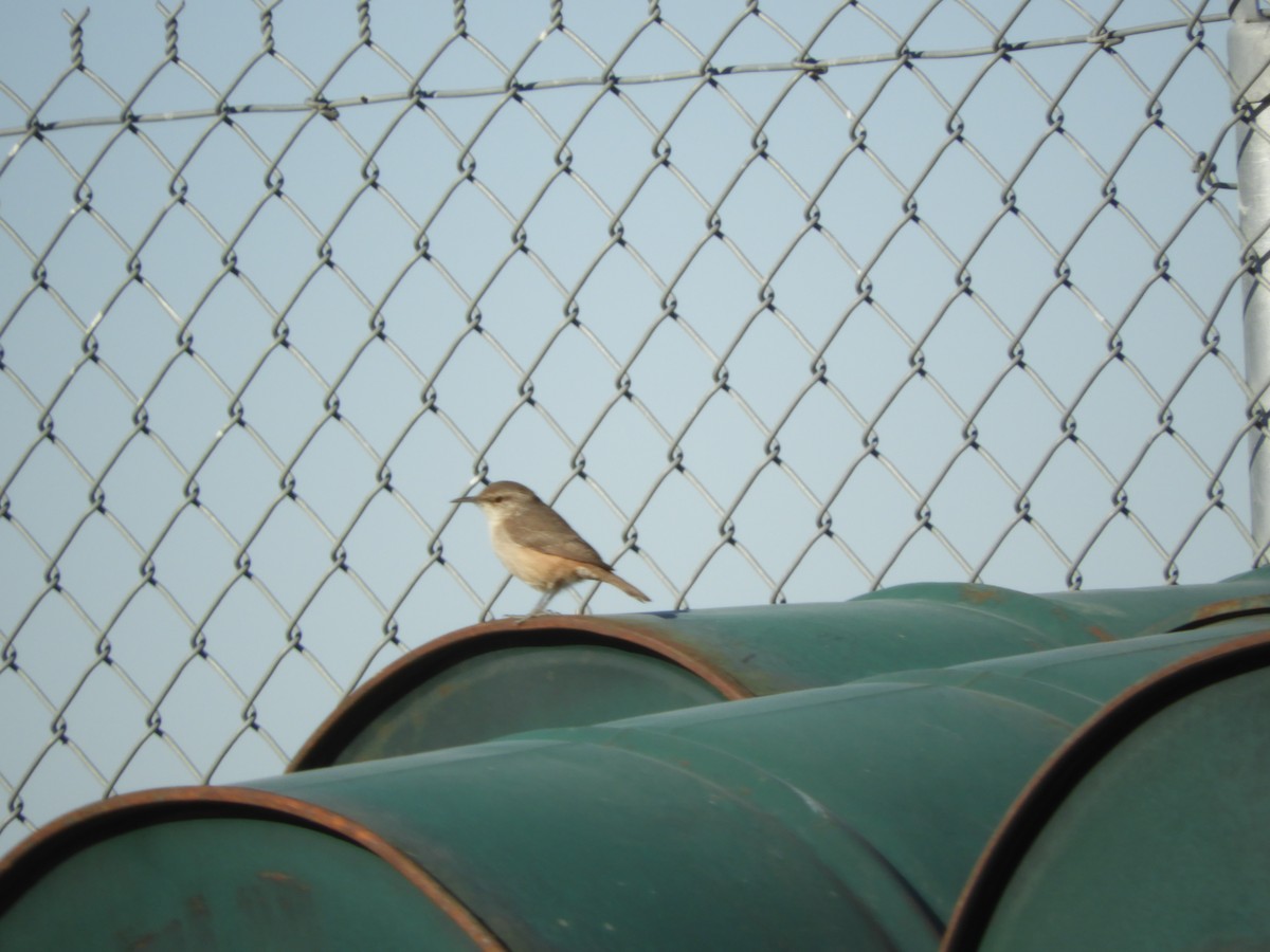 Rock Wren - ML281388441