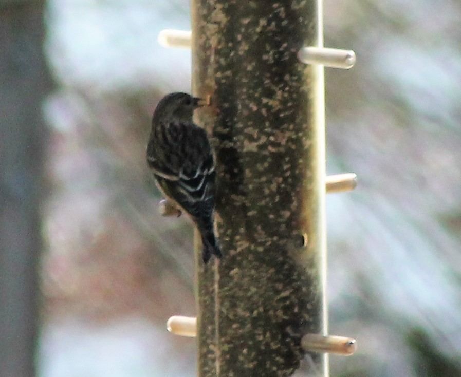 Pine Siskin - Dale Anderson