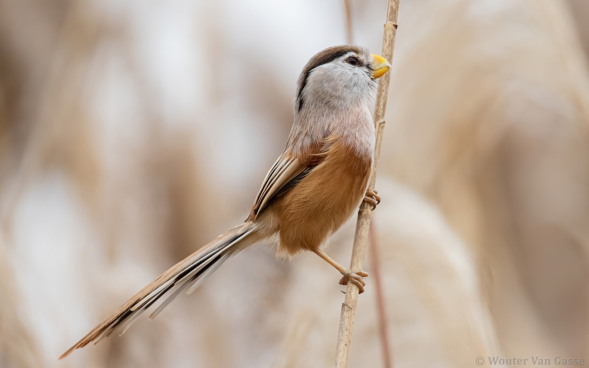 Reed Parrotbill (Reed) - Wouter Van Gasse