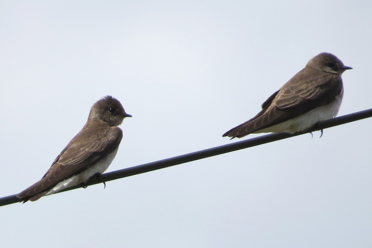 Northern Rough-winged Swallow - ML28139011