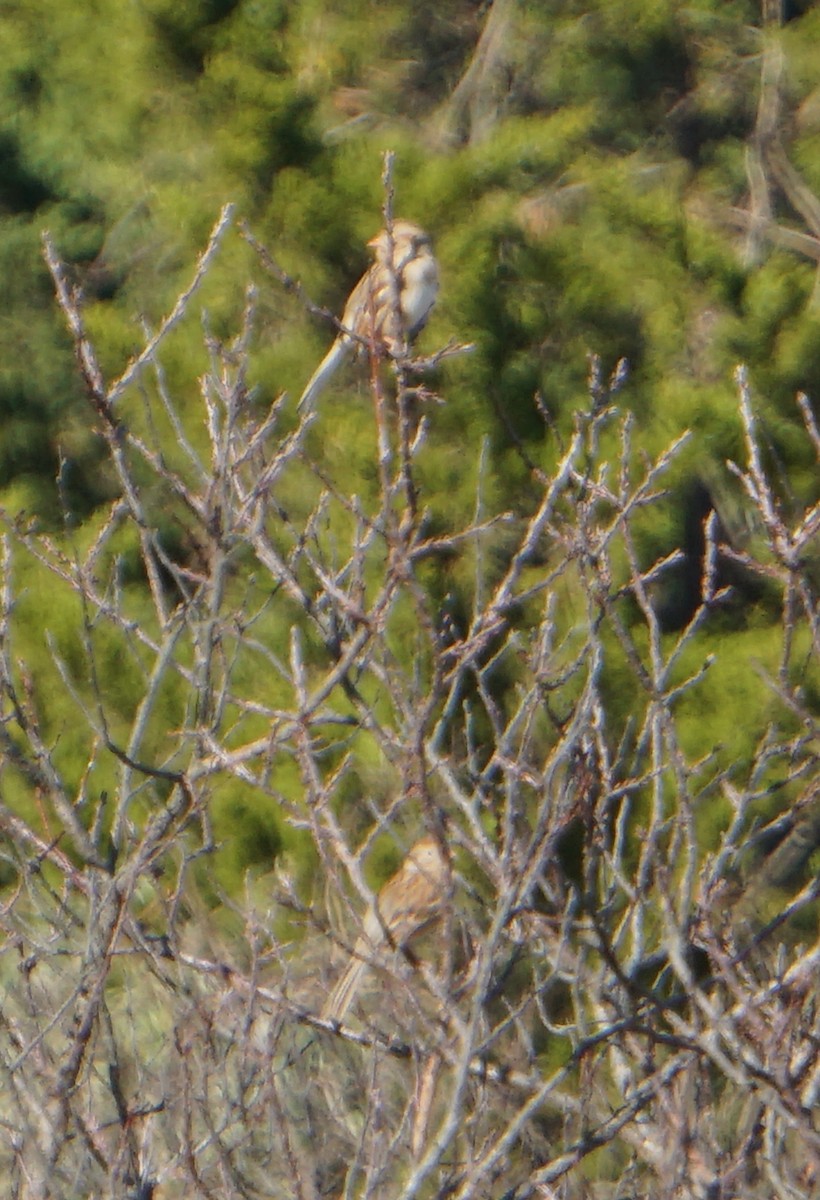 Field Sparrow - ML281390391
