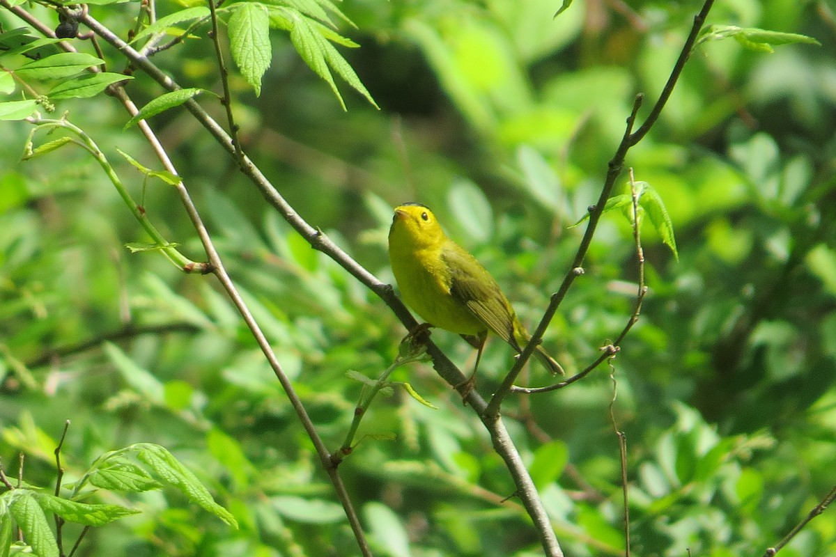Wilson's Warbler - ML28139081