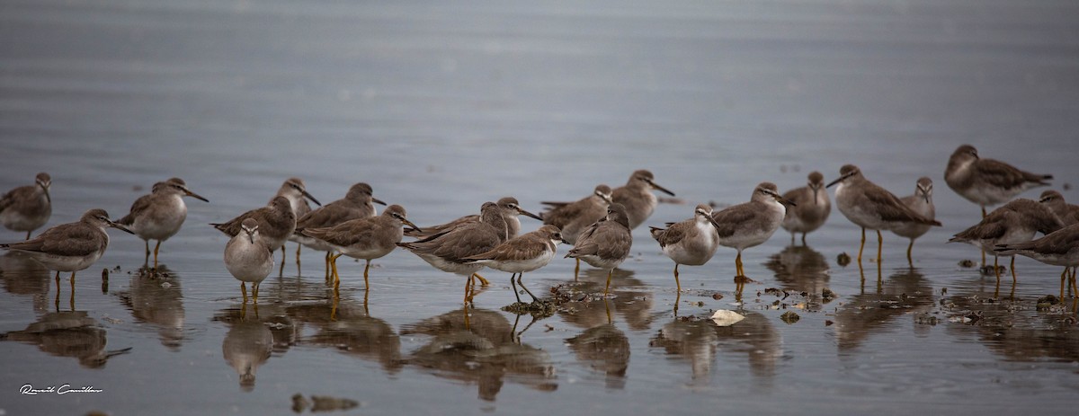 Gray-tailed Tattler - Roneil Canillas