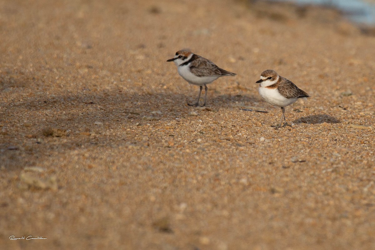 Malaysian Plover - Roneil Canillas