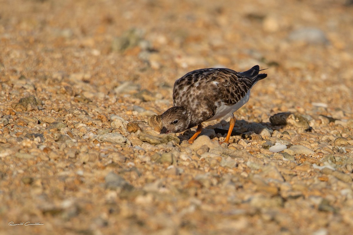 Ruddy Turnstone - ML281393441