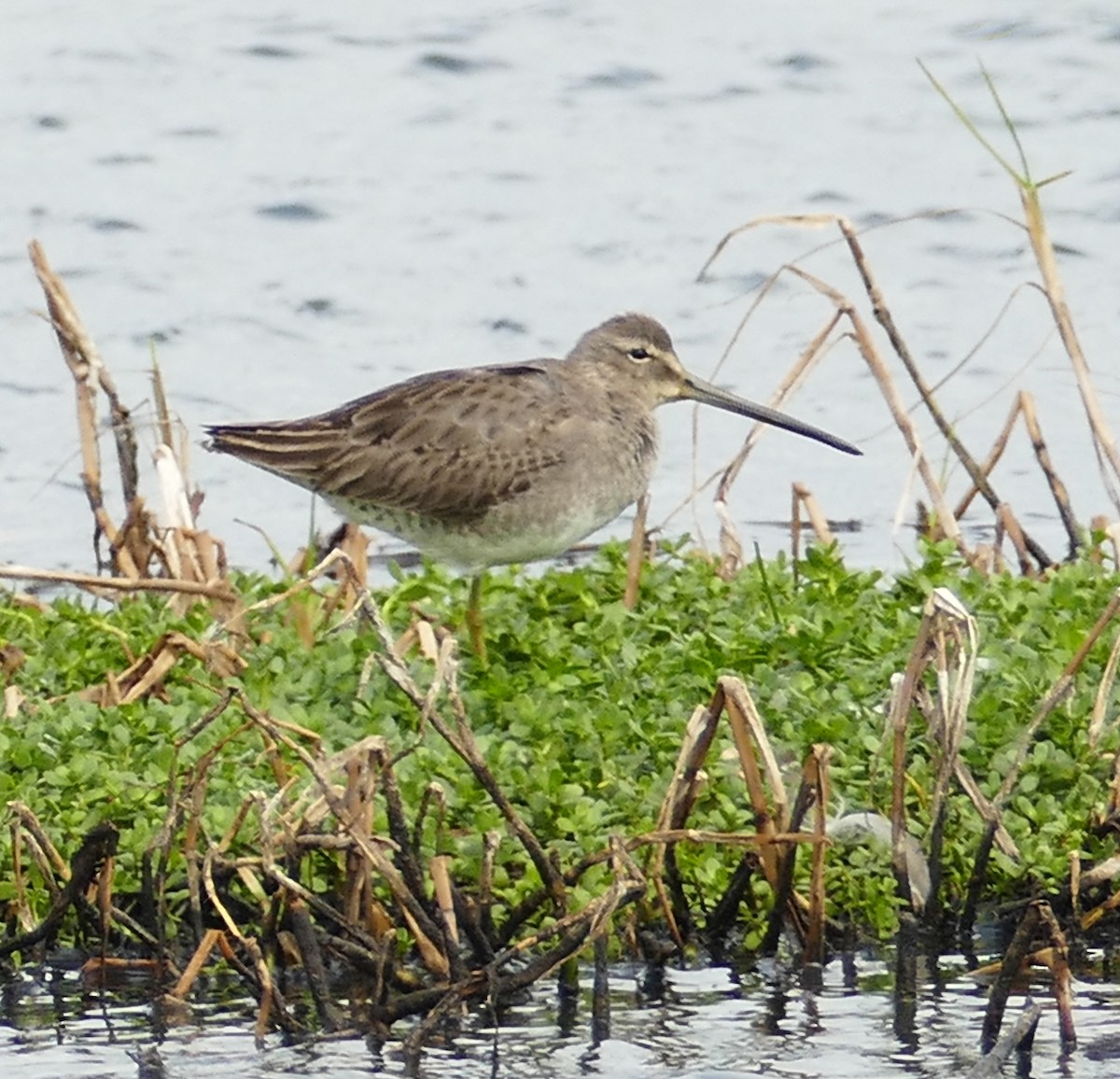 Long-billed Dowitcher - ML281393841