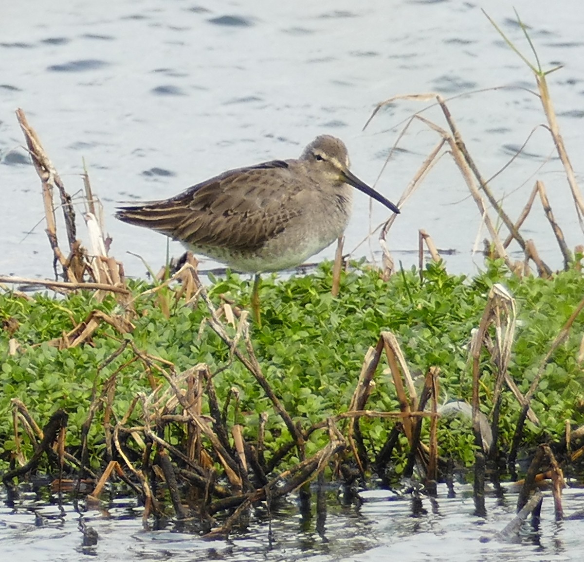 Long-billed Dowitcher - ML281393891
