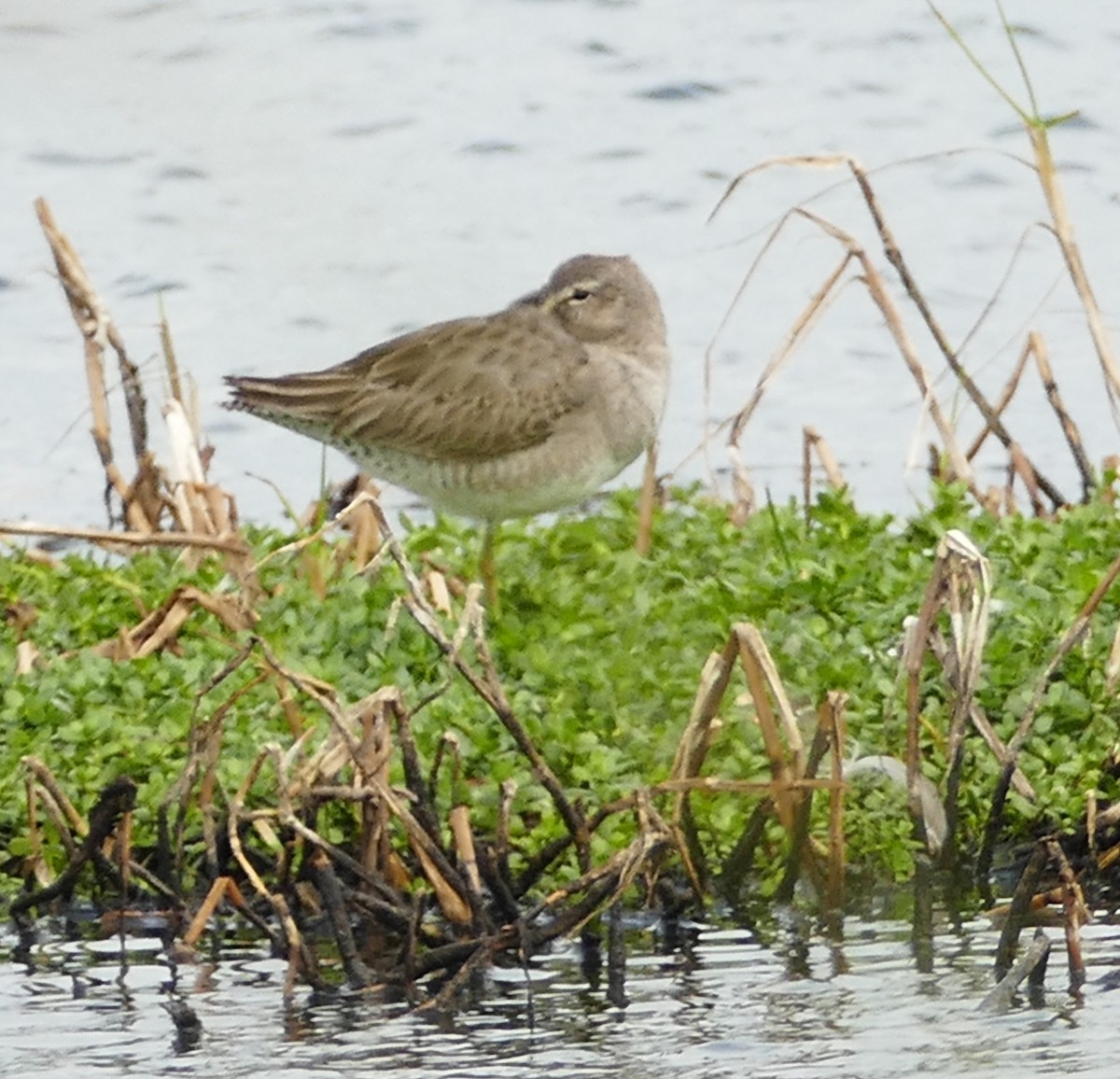 Long-billed Dowitcher - ML281393901