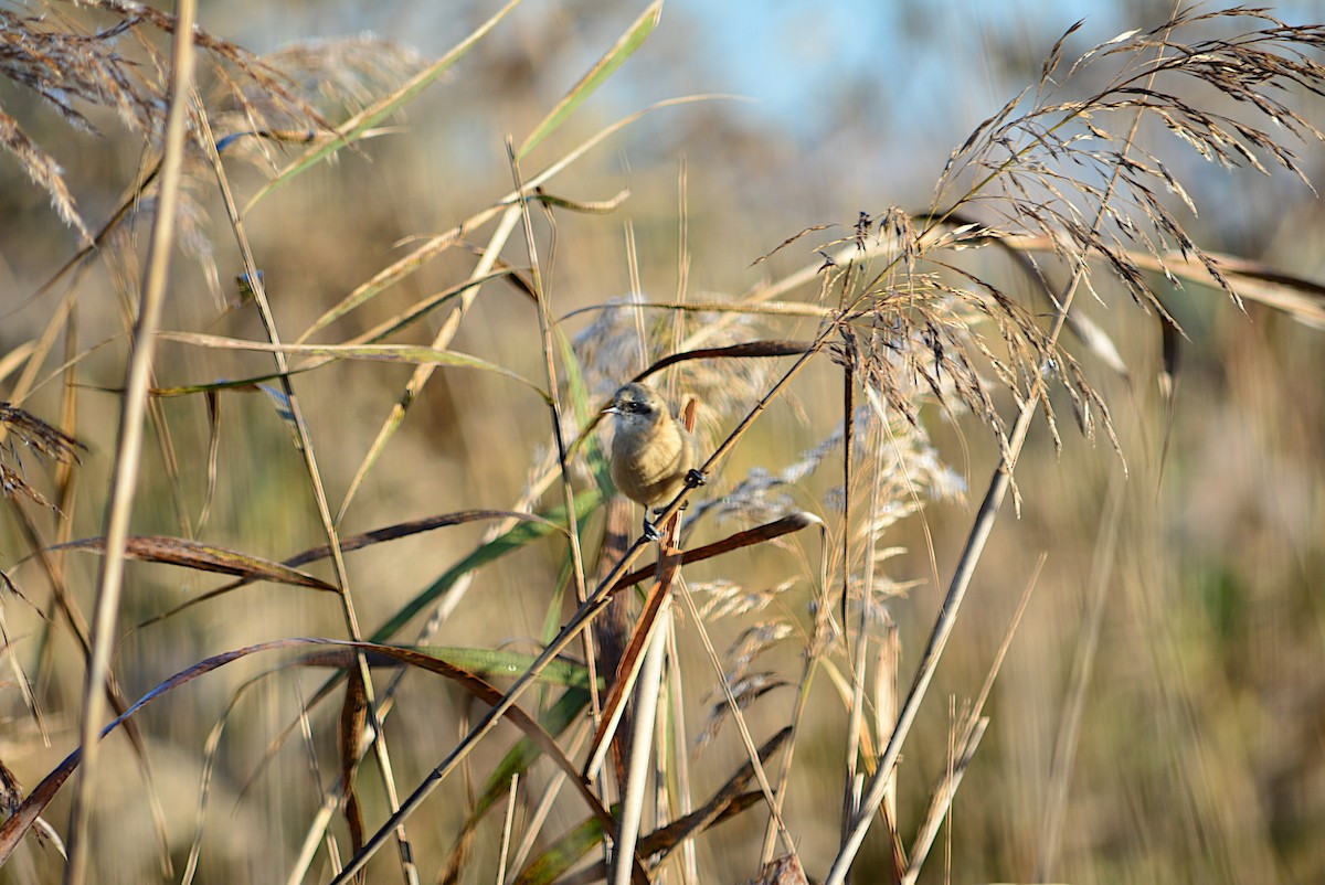 Eurasian Penduline-Tit - ML281396001