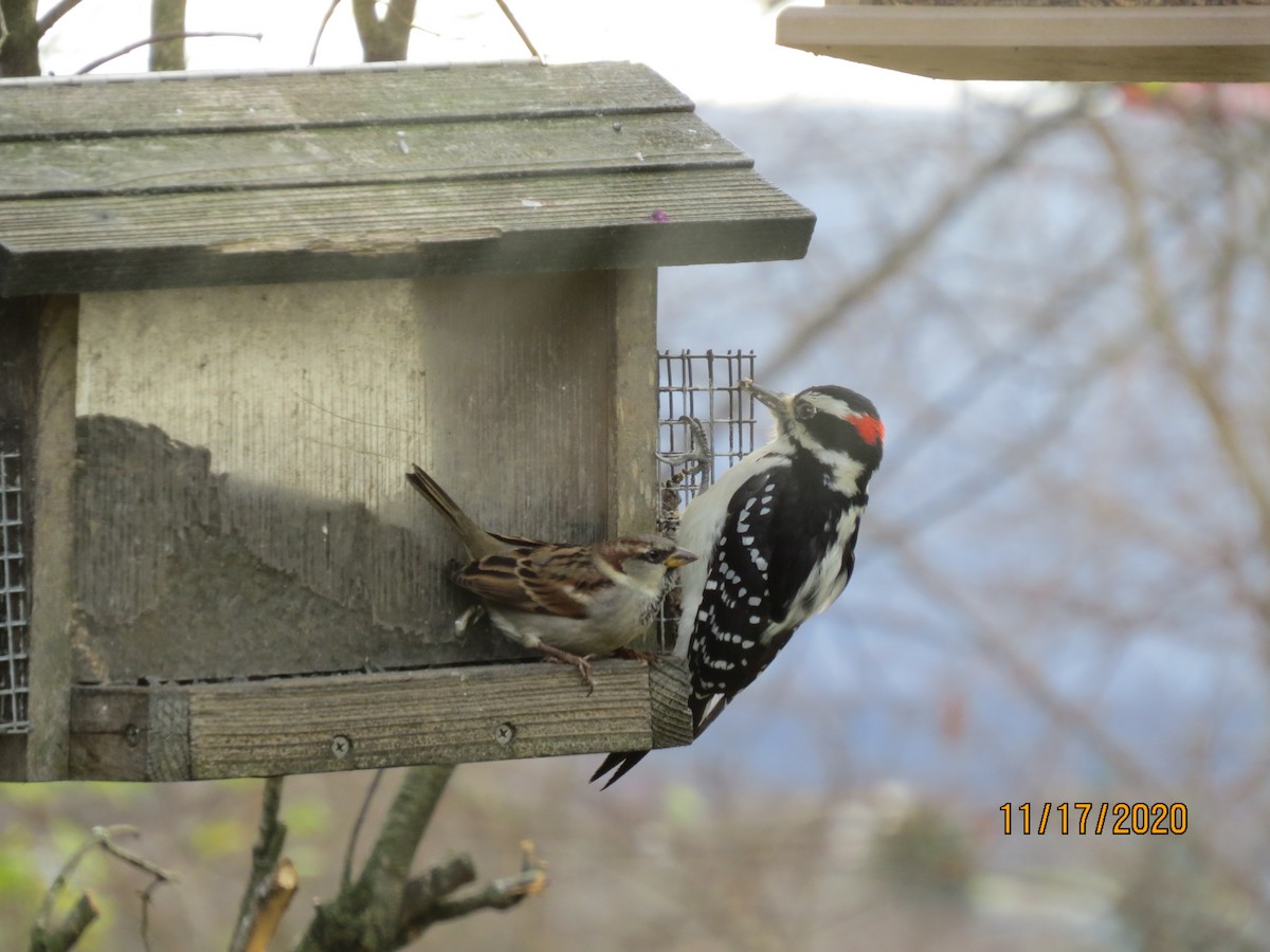 Hairy Woodpecker - ML281396661