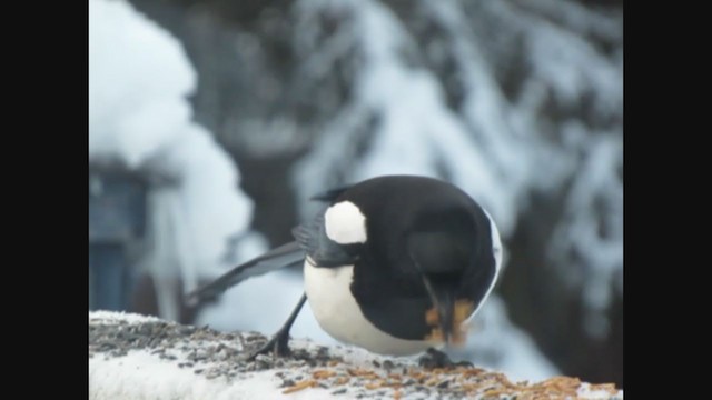 Black-billed Magpie - ML281398481