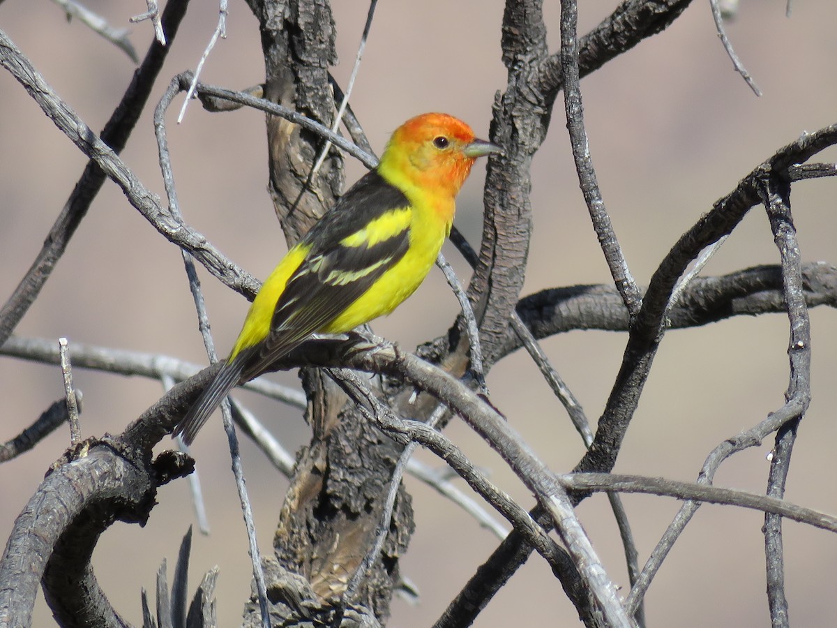 Western Tanager - ML28139851