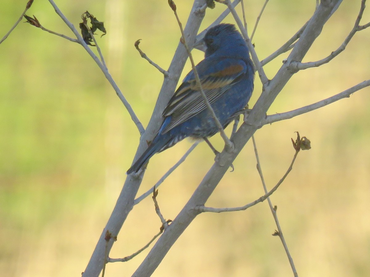 Blue Grosbeak - ML28139881