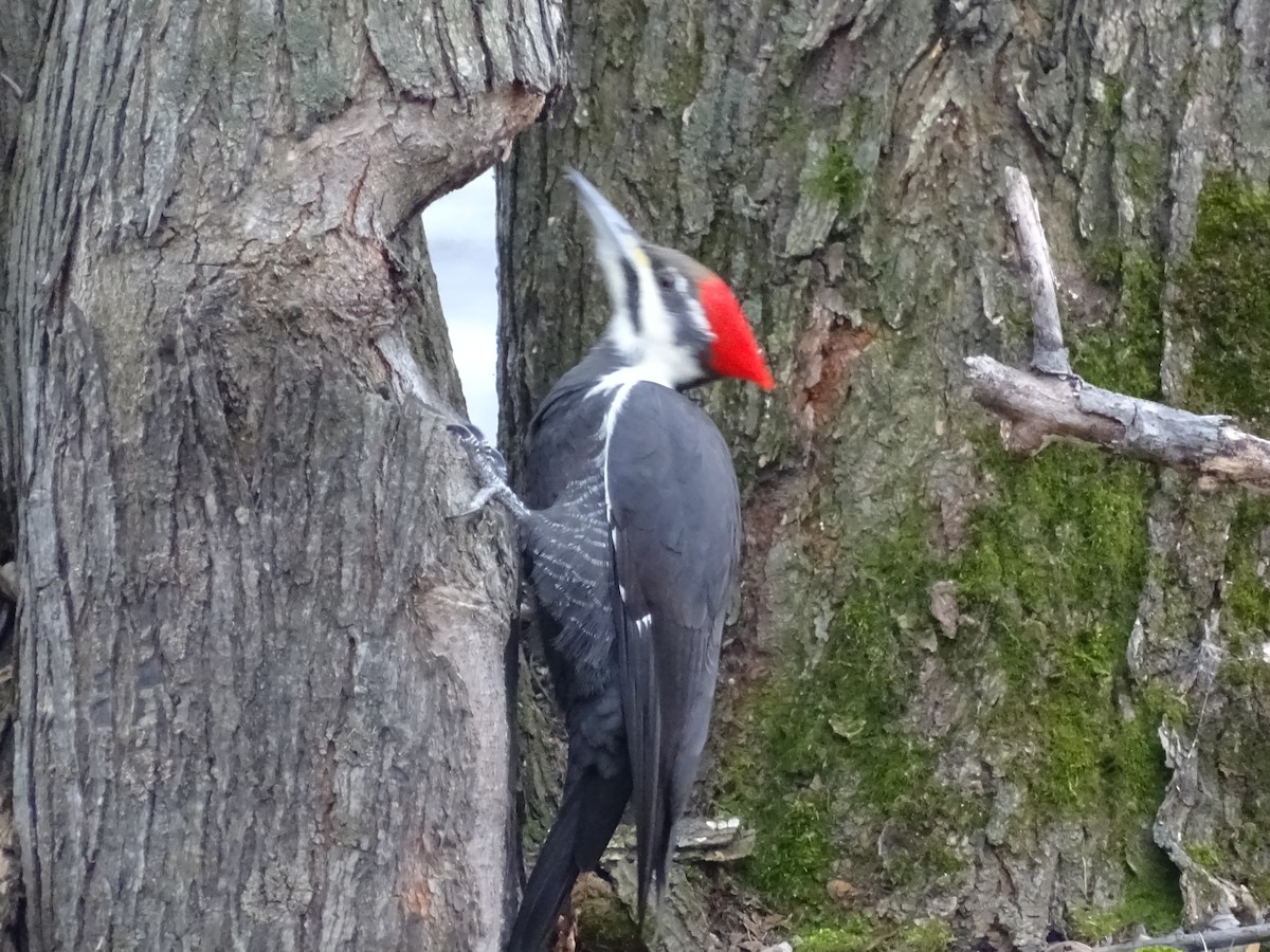 Pileated Woodpecker - ML281399651