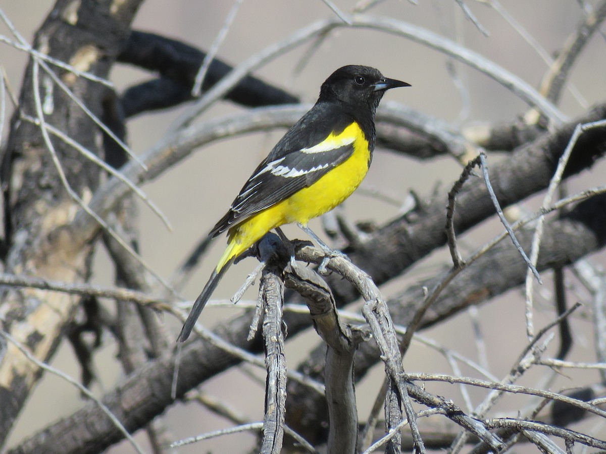 Scott's Oriole - Dawn Zappone
