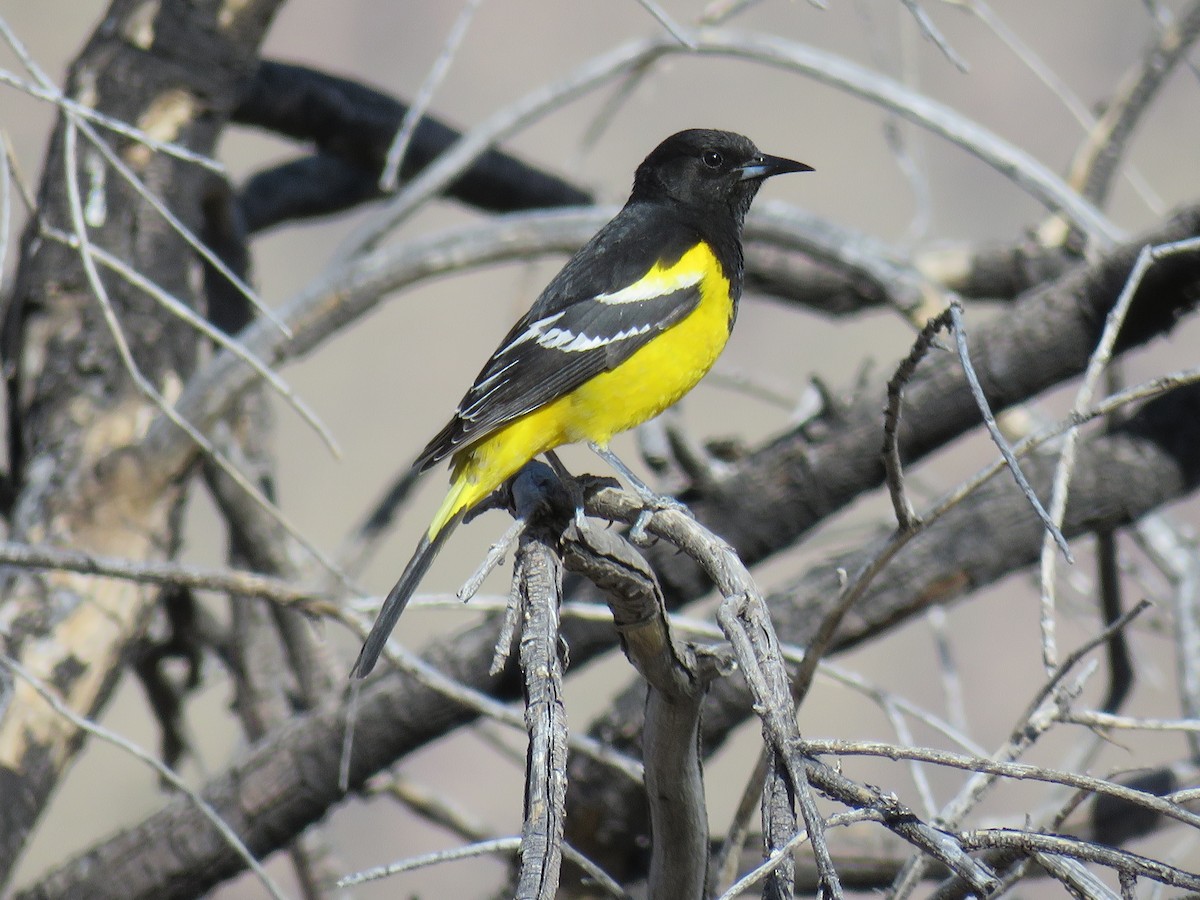 Scott's Oriole - ML28140101