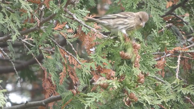 Pine Siskin - ML281401021