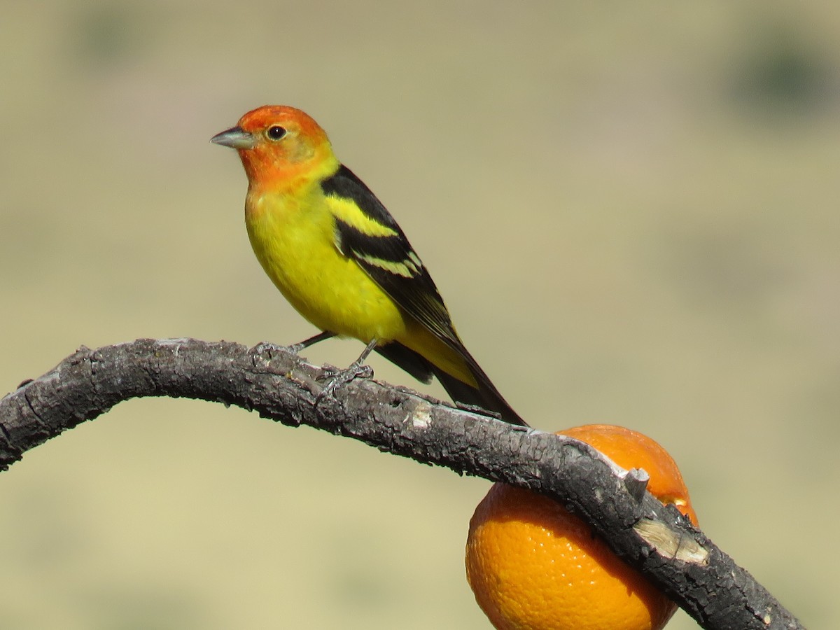 Western Tanager - ML28140111