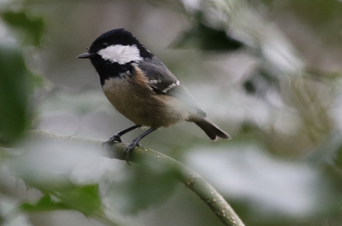 Coal Tit - ML281402241