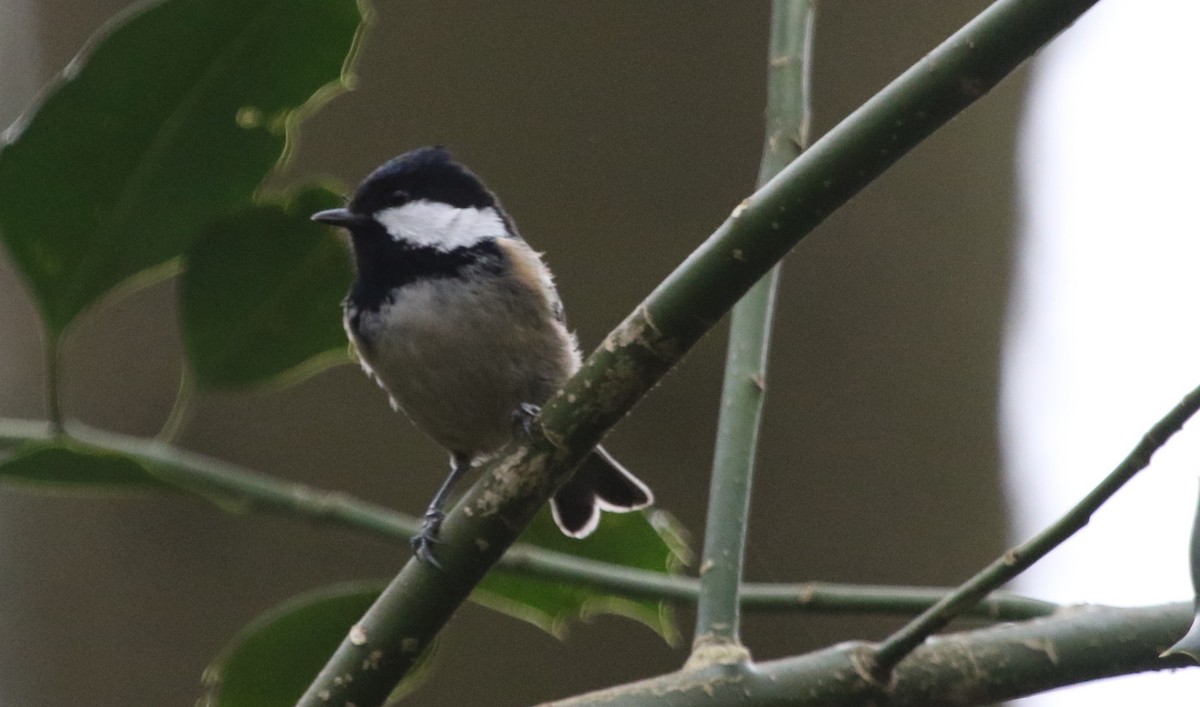 Coal Tit - ML281402261
